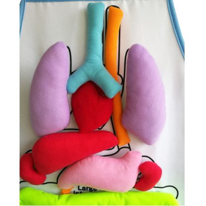 Educational Insights Toys for Children Anatomy Apron Human Body Organs Awareness Preschool Science Home school Teaching Aids 2