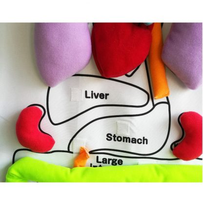 Educational Insights Toys for Children Anatomy Apron Human Body Organs Awareness Preschool Science Home school Teaching Aids 3