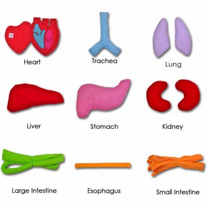 Educational Insights Toys for Children Anatomy Apron Human Body Organs Awareness Preschool Science Home school Teaching Aids 5